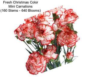 Fresh Christmas Color Mini Carnations (160 Stems - 640 Blooms)