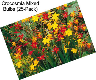 Crocosmia Mixed Bulbs (25-Pack)