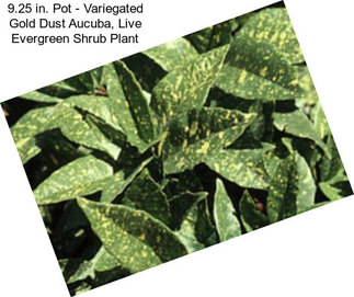 9.25 in. Pot - Variegated Gold Dust Aucuba, Live Evergreen Shrub Plant