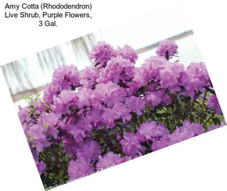 Amy Cotta (Rhododendron) Live Shrub, Purple Flowers, 3 Gal.