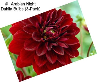 #1 Arabian Night Dahlia Bulbs (3-Pack)