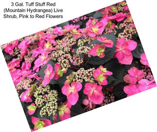 3 Gal. Tuff Stuff Red (Mountain Hydrangea) Live Shrub, Pink to Red Flowers