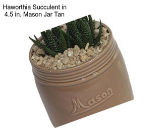 Haworthia Succulent in 4.5 in. Mason Jar Tan