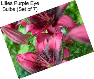 Lilies Purple Eye Bulbs (Set of 7)