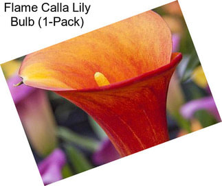 Flame Calla Lily Bulb (1-Pack)