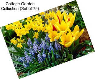 Cottage Garden Collection (Set of 75)