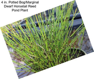 4 in. Potted Bog/Marginal Dwarf Horsetail Reed Pond Plant