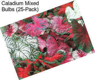 Caladium Mixed Bulbs (25-Pack)