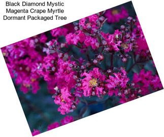 Black Diamond Mystic Magenta Crape Myrtle Dormant Packaged Tree