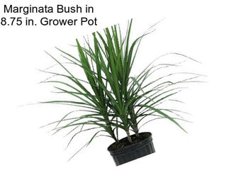 Marginata Bush in 8.75 in. Grower Pot