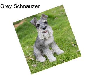 Grey Schnauzer