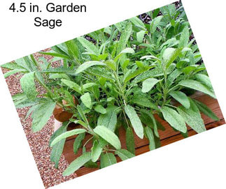 4.5 in. Garden Sage