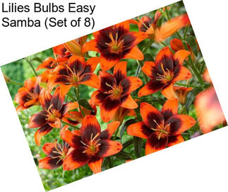 Lilies Bulbs Easy Samba (Set of 8)