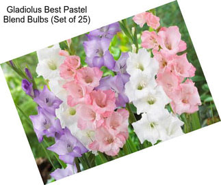 Gladiolus Best Pastel Blend Bulbs (Set of 25)