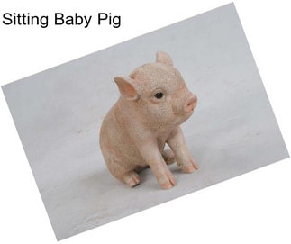 Sitting Baby Pig