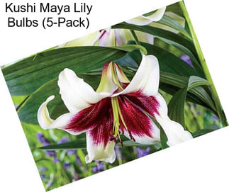 Kushi Maya Lily Bulbs (5-Pack)