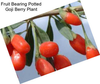 Fruit Bearing Potted Goji Berry Plant