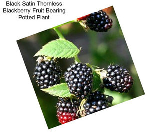 Black Satin Thornless Blackberry Fruit Bearing Potted Plant