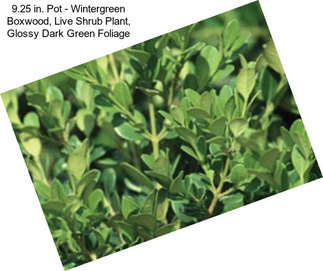 9.25 in. Pot - Wintergreen Boxwood, Live Shrub Plant, Glossy Dark Green Foliage