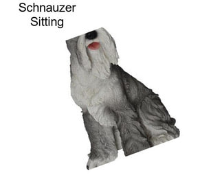 Schnauzer Sitting