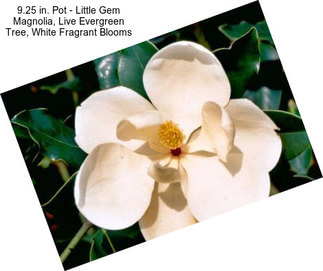 9.25 in. Pot - Little Gem Magnolia, Live Evergreen Tree, White Fragrant Blooms