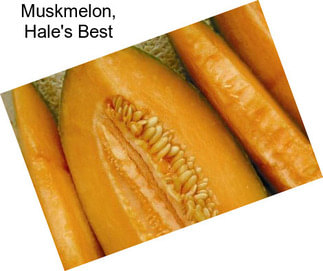 Muskmelon, Hale\'s Best