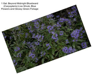 1 Gal. Beyond Midnight Bluebeard (Caryopteris) Live Shrub, Blue Flowers and Glossy Green Foliage
