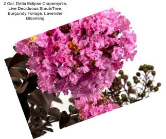 2 Gal. Delta Eclipse Crapemyrtle, Live Deciduous Shrub/Tree, Burgundy Foliage, Lavender Blooming