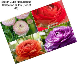 Butter Cups Ranunculus Collection Bulbs (Set of 48)