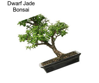 Dwarf Jade Bonsai