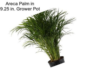 Areca Palm in 9.25 in. Grower Pot