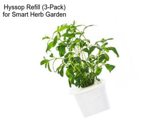 Hyssop Refill (3-Pack) for Smart Herb Garden