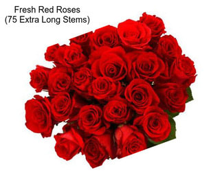 Fresh Red Roses (75 Extra Long Stems)