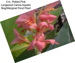 4 in. Potted Pink Longwood Canna Aquatic Bog/Marginal Pond Plant