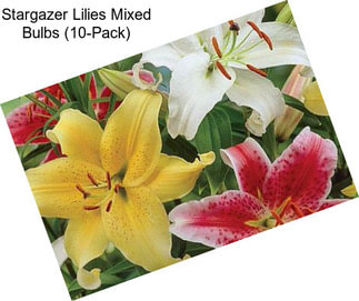 Stargazer Lilies Mixed Bulbs (10-Pack)