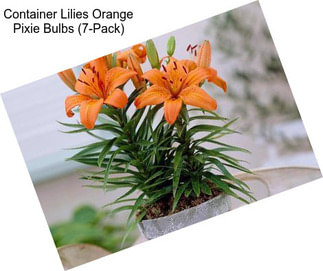 Container Lilies Orange Pixie Bulbs (7-Pack)