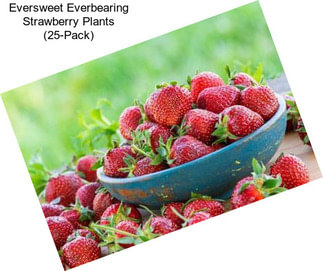 Eversweet Everbearing Strawberry Plants (25-Pack)