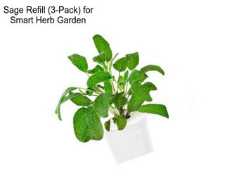 Sage Refill (3-Pack) for Smart Herb Garden