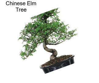 Chinese Elm Tree