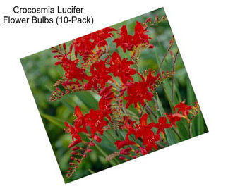 Crocosmia Lucifer Flower Bulbs (10-Pack)