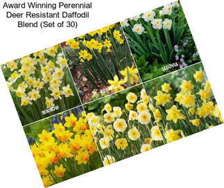 Award Winning Perennial Deer Resistant Daffodil Blend (Set of 30)