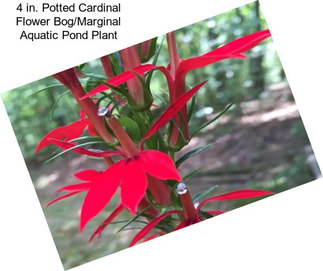 4 in. Potted Cardinal Flower Bog/Marginal Aquatic Pond Plant