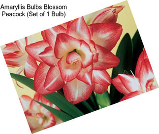 Amaryllis Bulbs Blossom Peacock (Set of 1 Bulb)