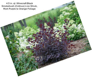 4.5 in. qt. Winecraft Black Smokebush (Cotinus) Live Shrub, Rich Purple to Orange Foliage