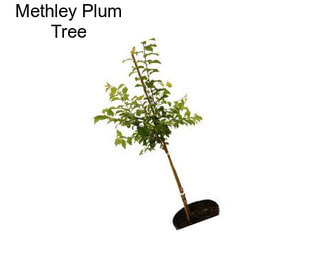 Methley Plum Tree