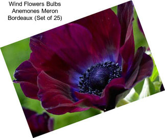 Wind Flowers Bulbs Anemones Meron Bordeaux (Set of 25)