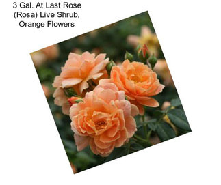 3 Gal. At Last Rose (Rosa) Live Shrub, Orange Flowers