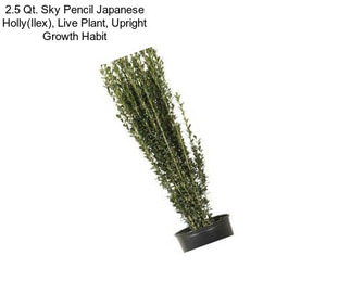 2.5 Qt. Sky Pencil Japanese Holly(Ilex), Live Plant, Upright Growth Habit