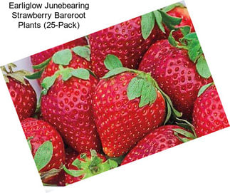 Earliglow Junebearing Strawberry Bareroot Plants (25-Pack)