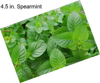 4.5 in. Spearmint